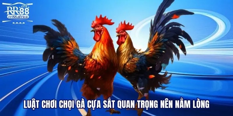 Luật chơi chọi gà cựa sắt quan trọng nên nằm lòng