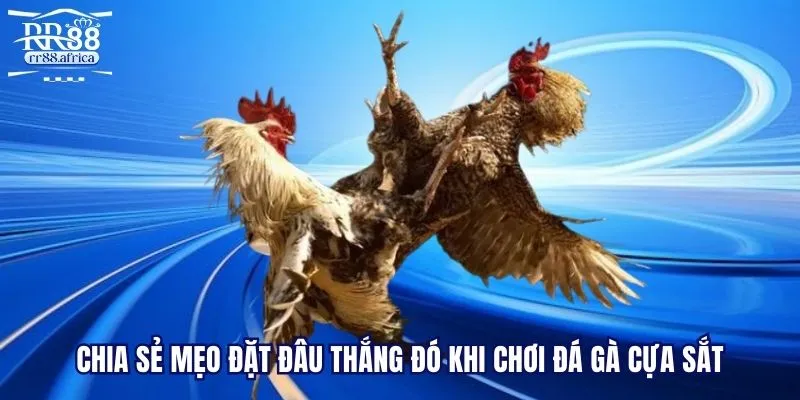 Chia sẻ mẹo đặt đâu thắng đó khi chơi đá gà cựa sắt RR88 