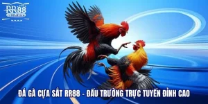Đá Gà Cựa Sắt RR88 - Đấu Trường Trực Tuyến Đỉnh Cao