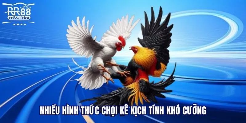 Nhiều hình thức chọi kê kịch tính khó cưỡng
