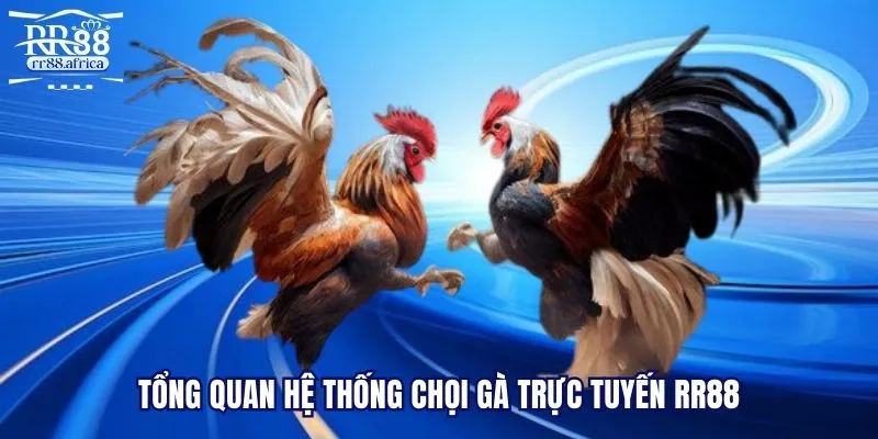 Tổng quan hệ thống chọi gà trực tuyến RR88