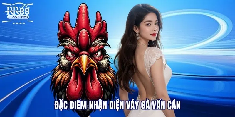 Đặc điểm nhận diện vảy gà vấn cán