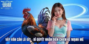 Vảy Vấn Cán Là Gì? - Bí Quyết Nhận Diện Thần Kê Mạnh Mẽ