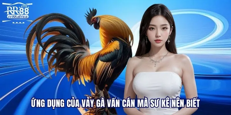 Ứng dụng của vảy gà vấn cán mà sư kê nên biết